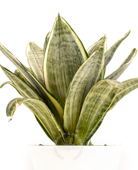 Plantas archivos - Página 14 de 26 - Tienda Taiquen